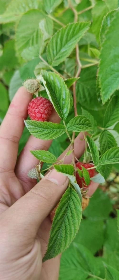 Framboisier importation 33 variété 