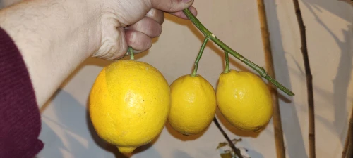 Citron VERNA 