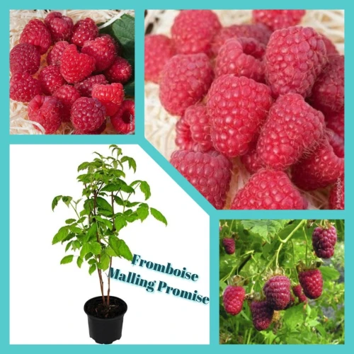 Framboisier importation 33 variété 