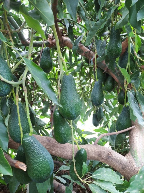 Avocatier clonal 