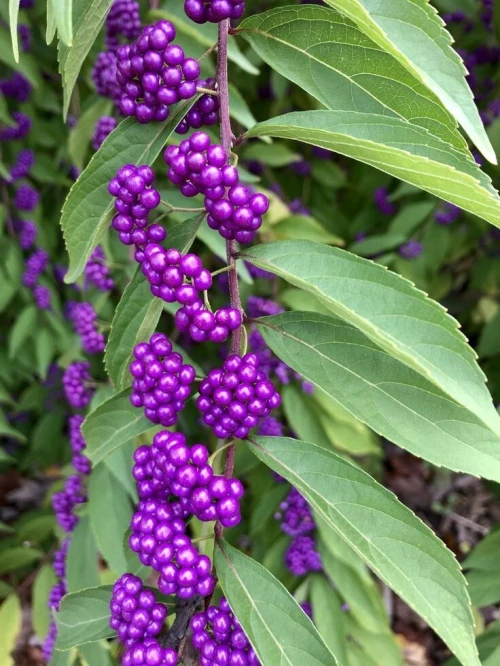 Callicarpa bodinieri