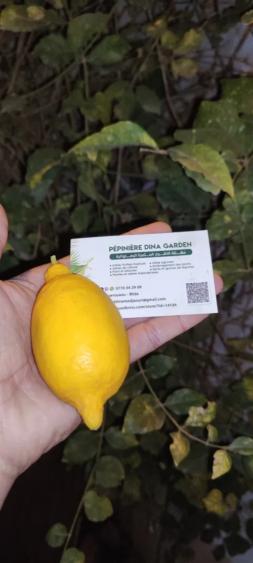 Citron VERNA 
