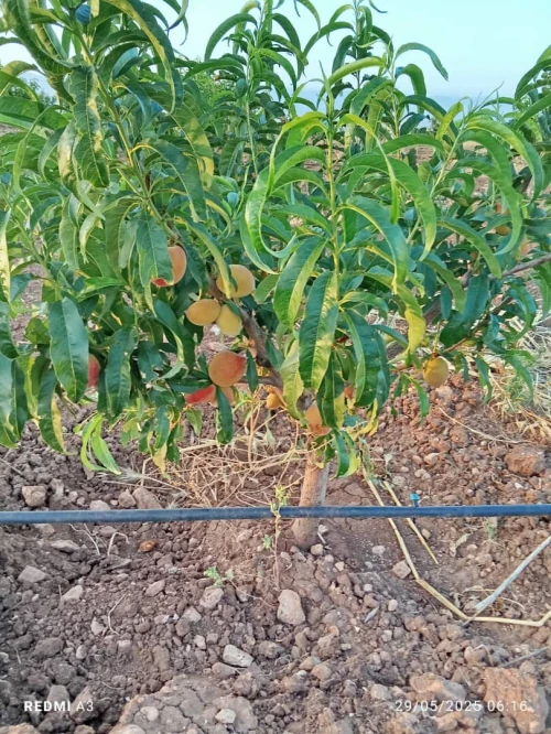 Vente Terrain Agricole Tlemcen Tlemcen