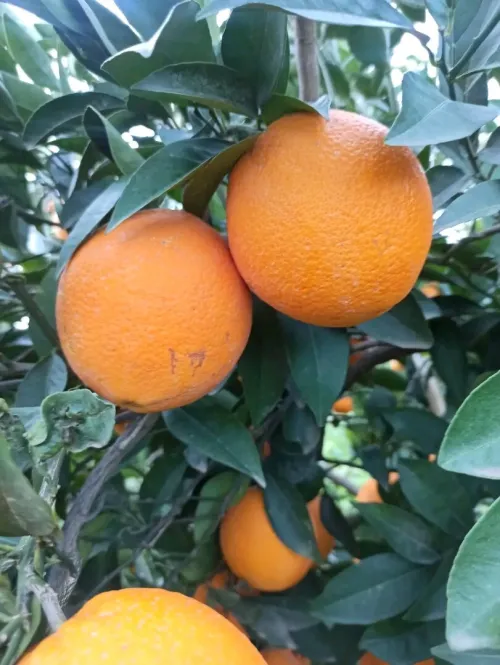 Vente Terrain Agricole Tizi Ouzou Sidi naamane