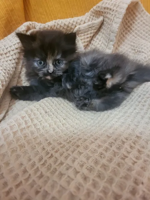 Persan échange contre nourîture chat