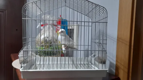 Canari porteur 2025