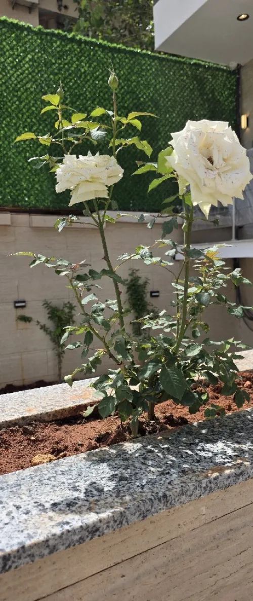 Vente Appartement F3 F4 F5 Alger Mahelma