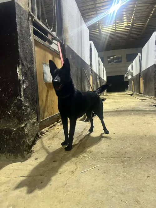 Malinois