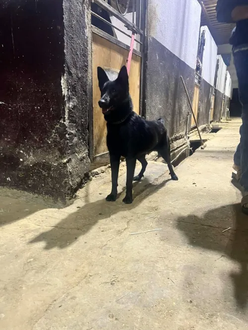 Malinois