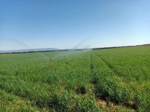 Vente Terrain Agricole Tlemcen Maghnia