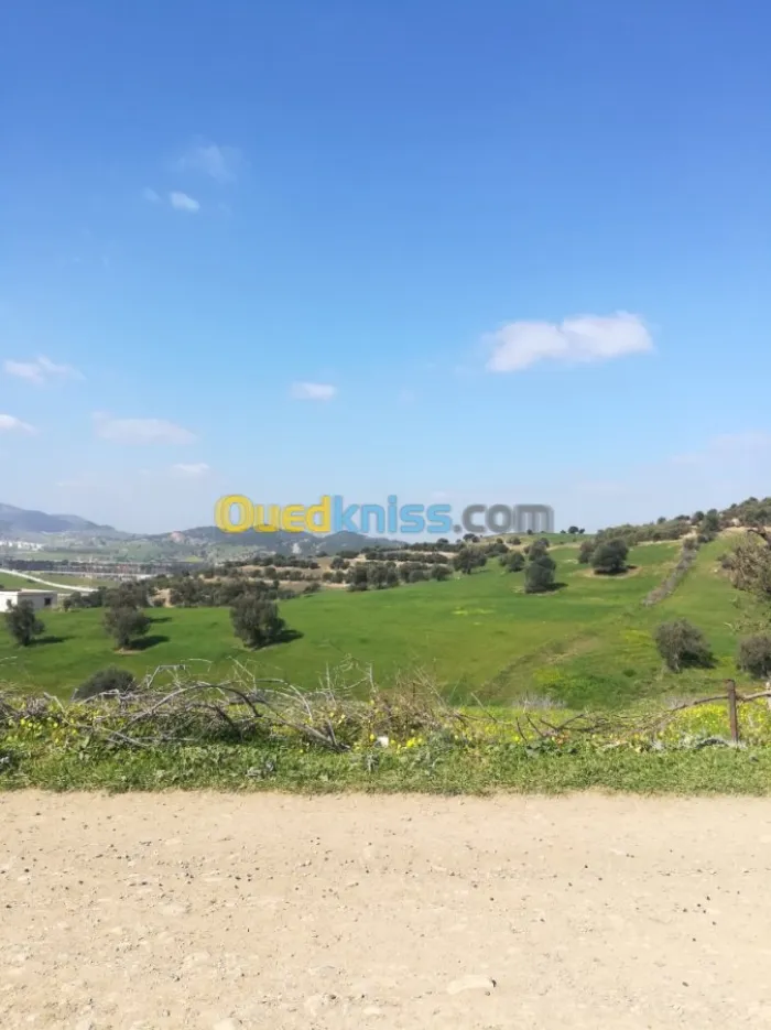 Vente Terrain Blida El affroun
