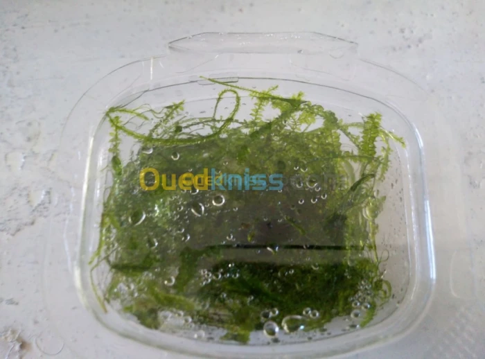 plante d'aquariume mousse de java