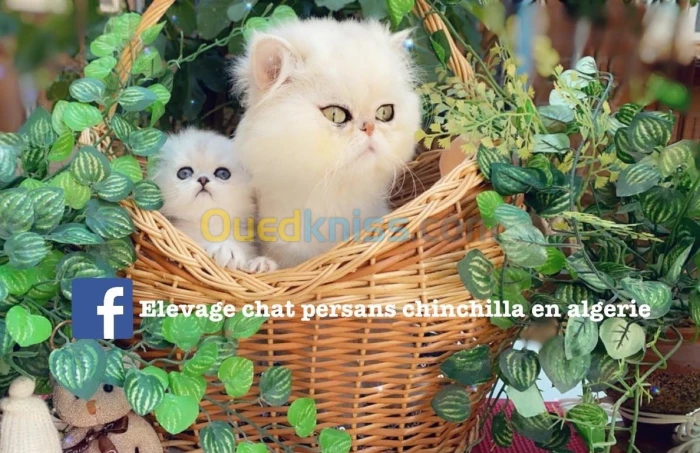 Persan chinchilla silver pure race