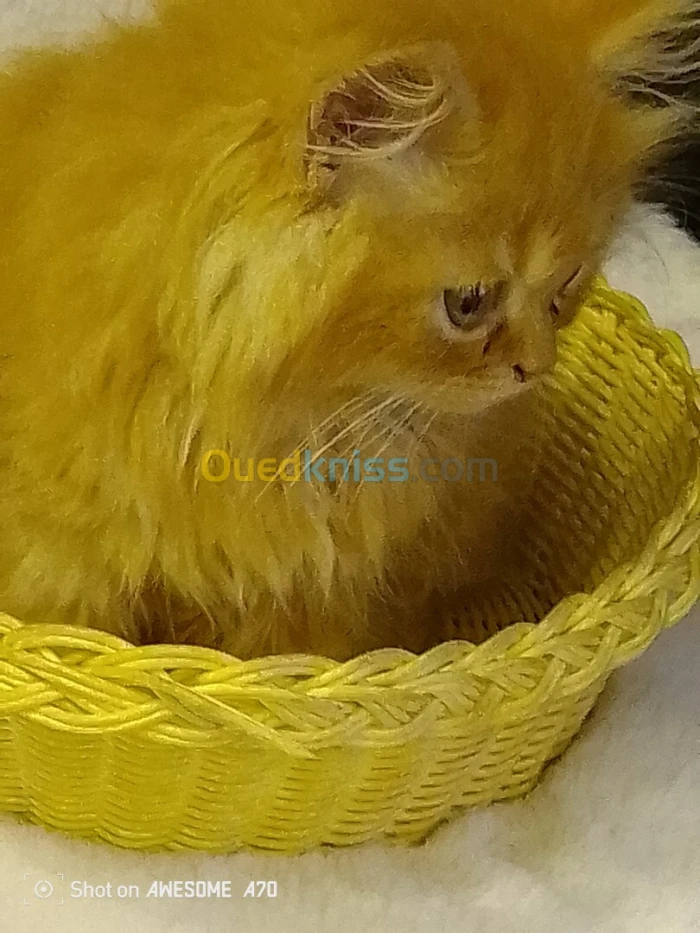 Vend chaton persan