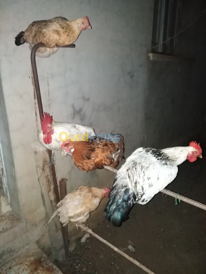دجاج عرب للبيع