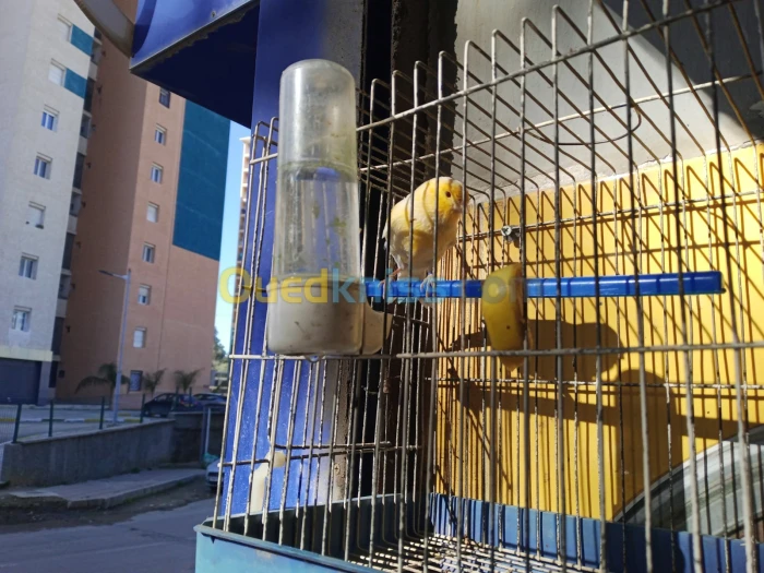 Canari