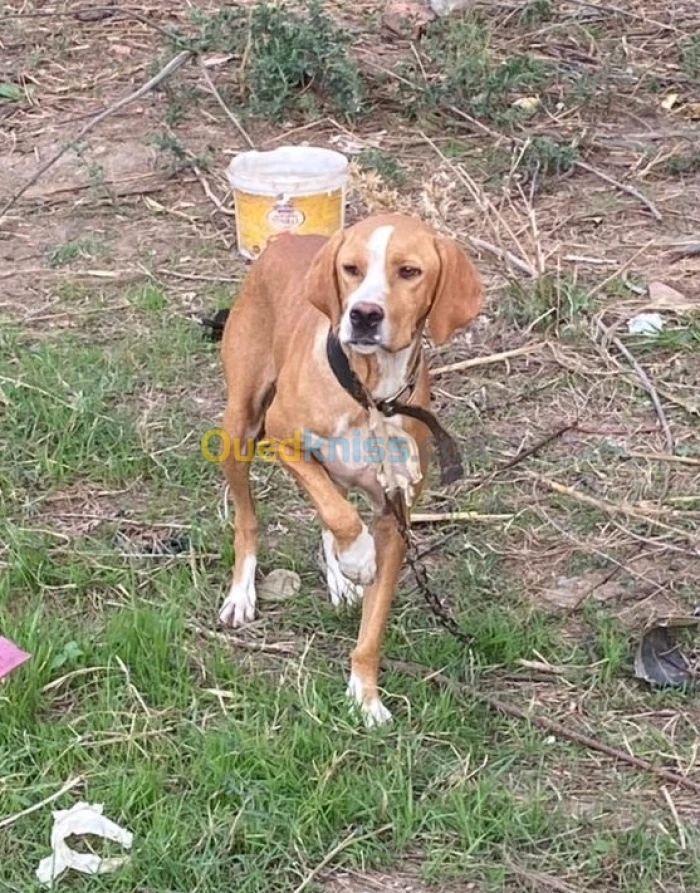 Femmel chien de chasse pointer
