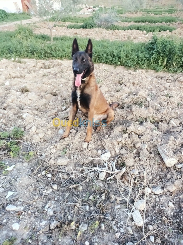 Malinois geant