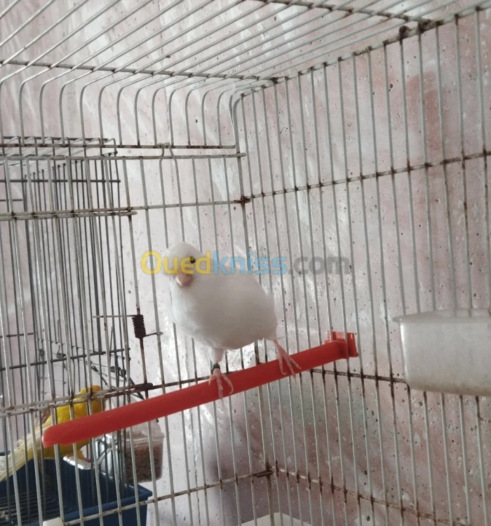 Canaris recessif intensif