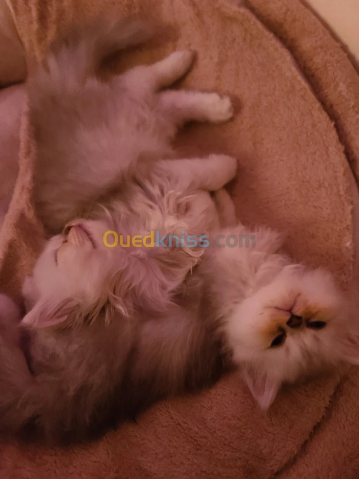 Chaton persan 