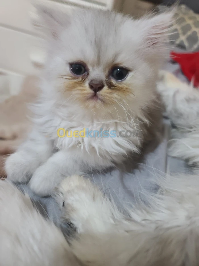 Chaton