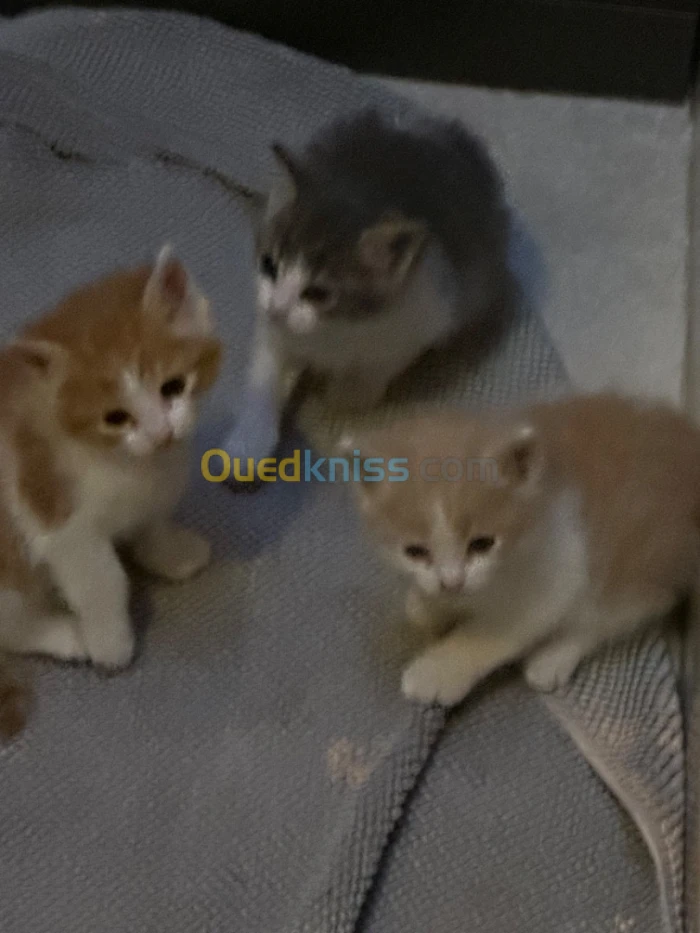 Chat