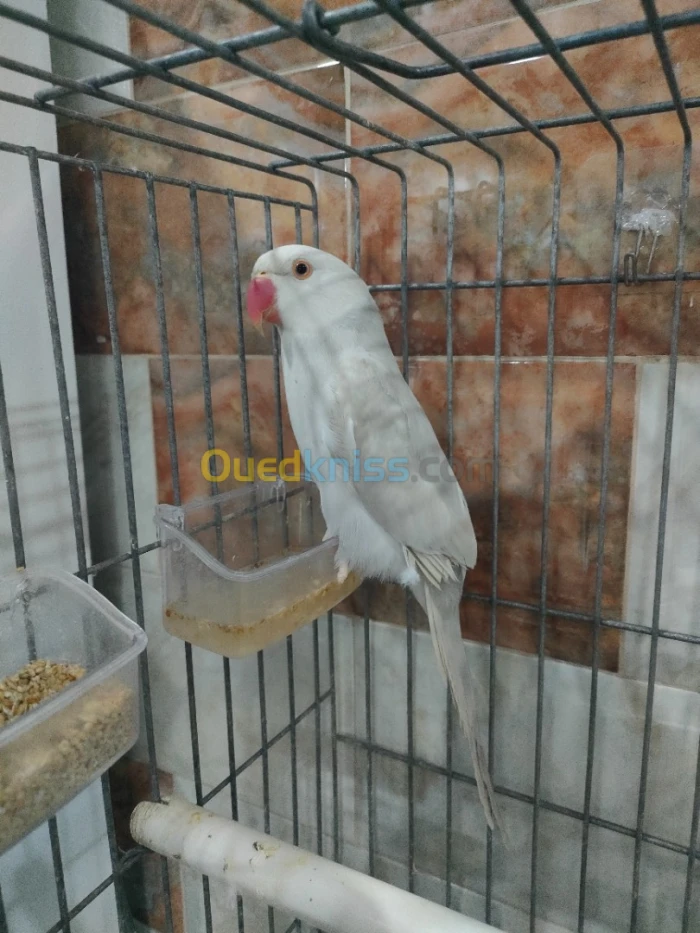 A collier mutation palide