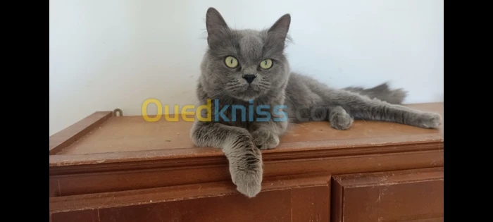 Chat Persan/Chat British