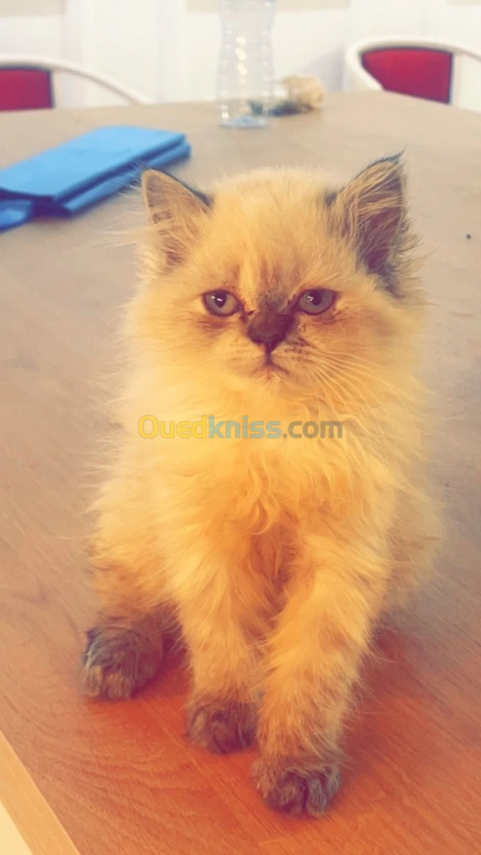 Chats himalayens