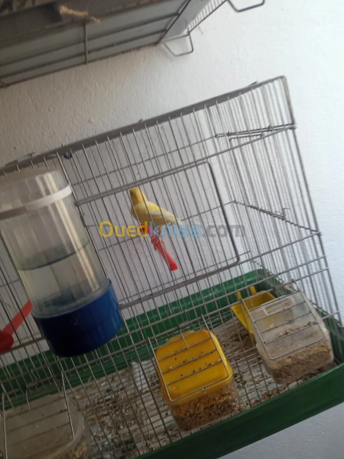 Les canaris a vendre
