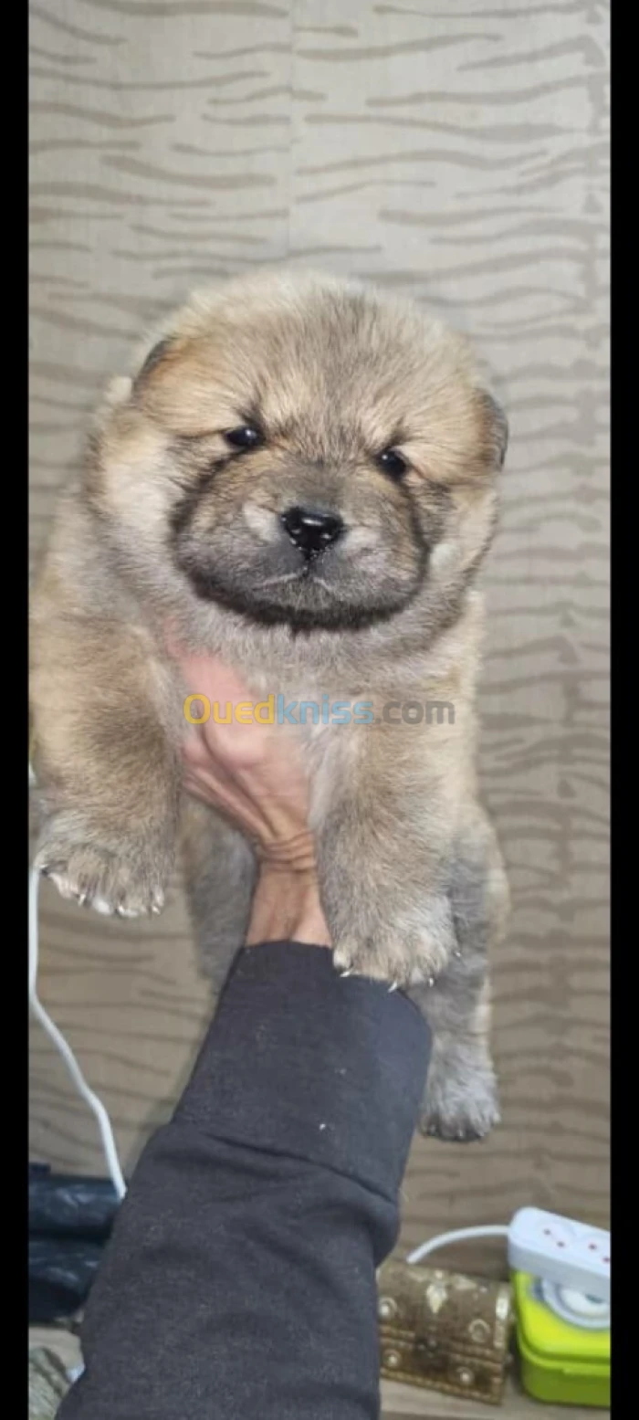 Chow chow