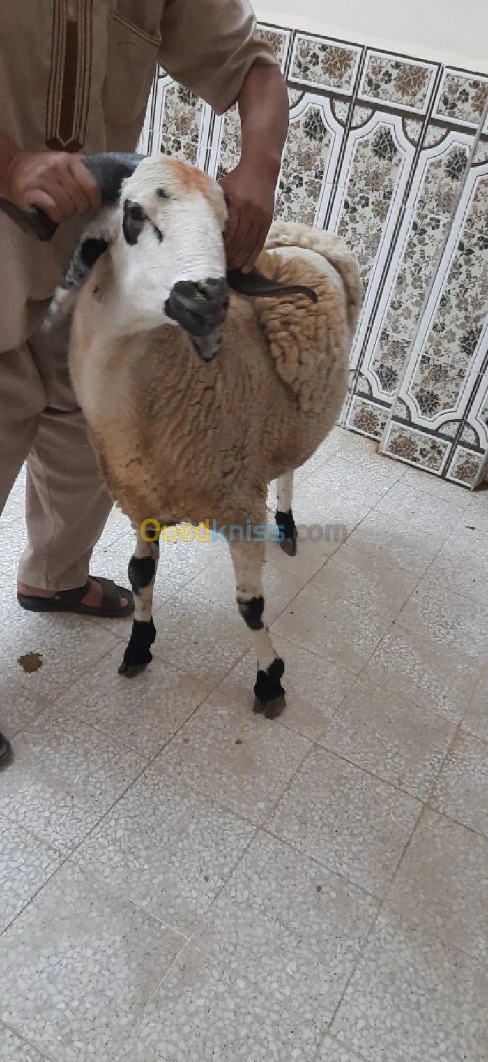 خروف فحل