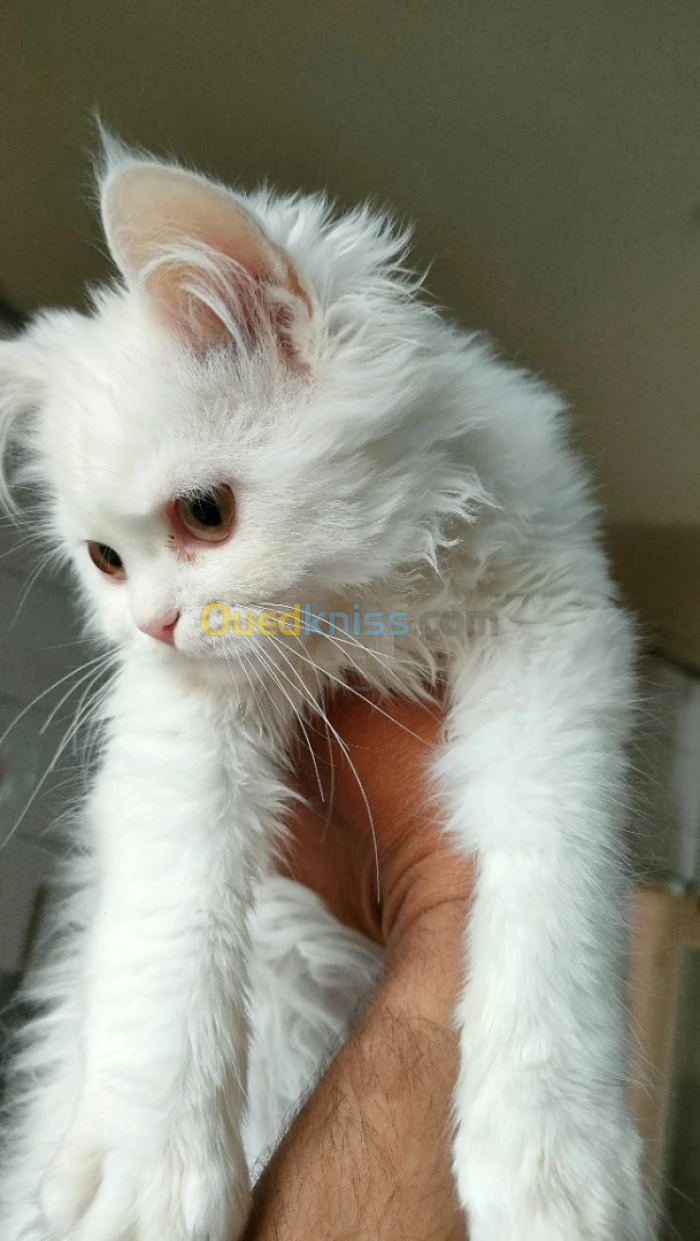 قط برسن عمره 4 اشهر 