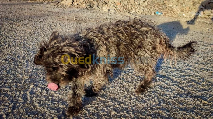 Caniche