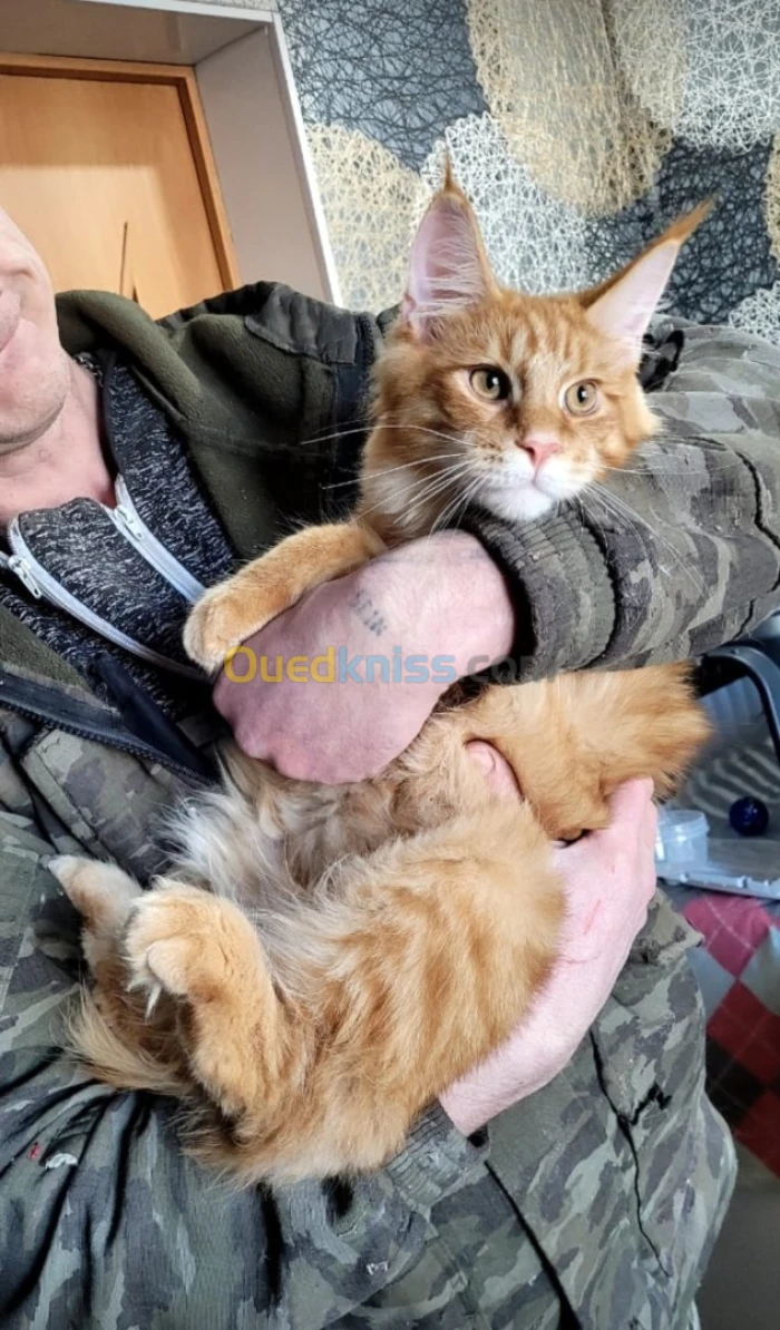 Mainecoon 