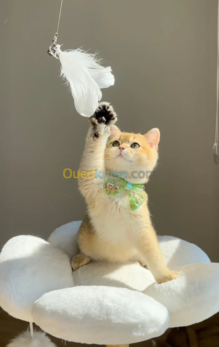 British golden 