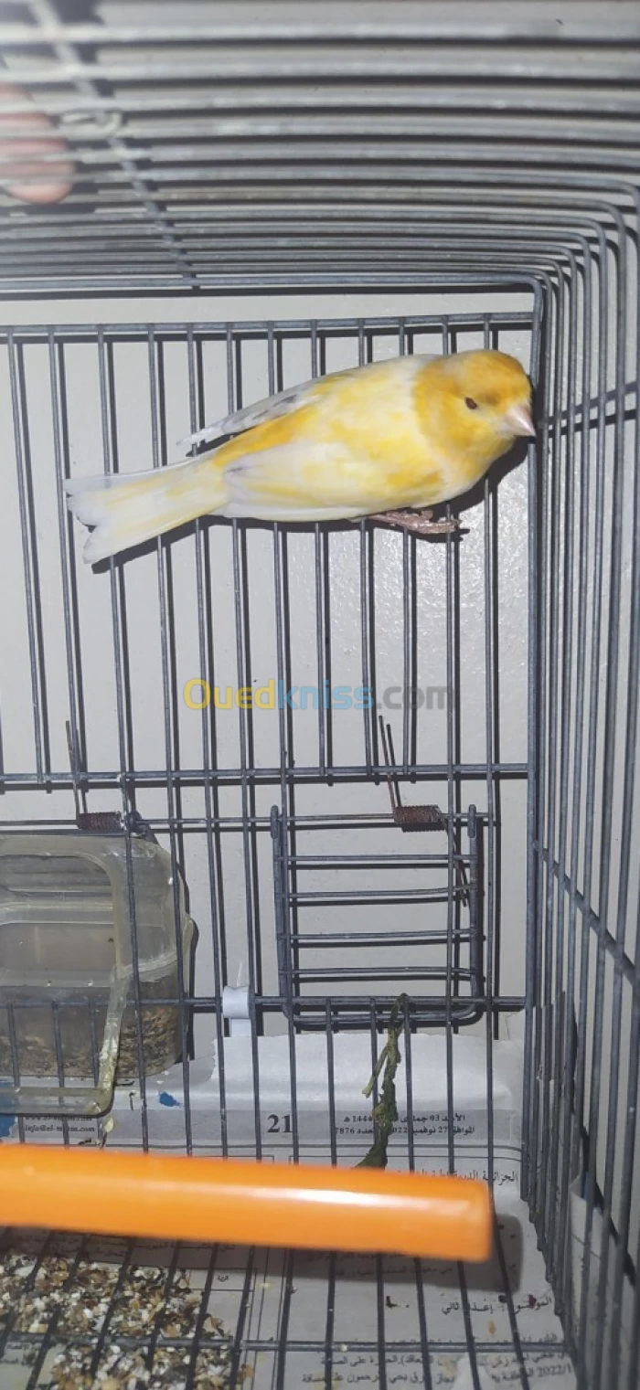 Canaries a vendre