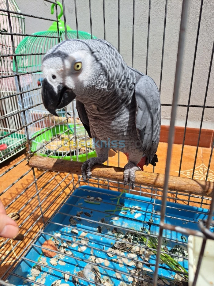 ببغاء رمادي غابوني 56000