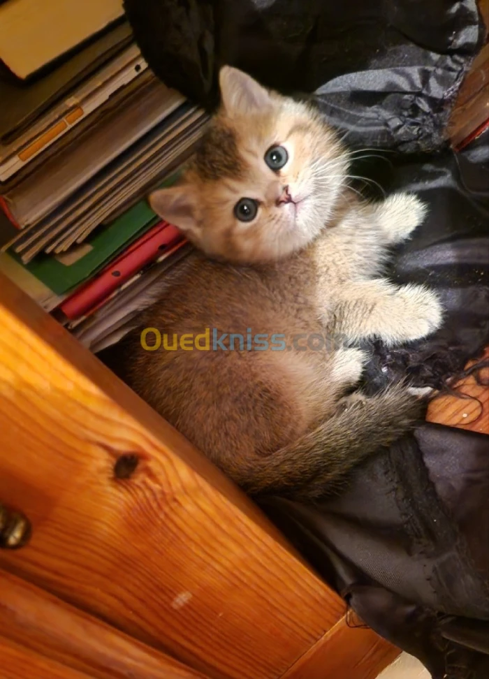 Chaton British et Scottish Fold golden et silver