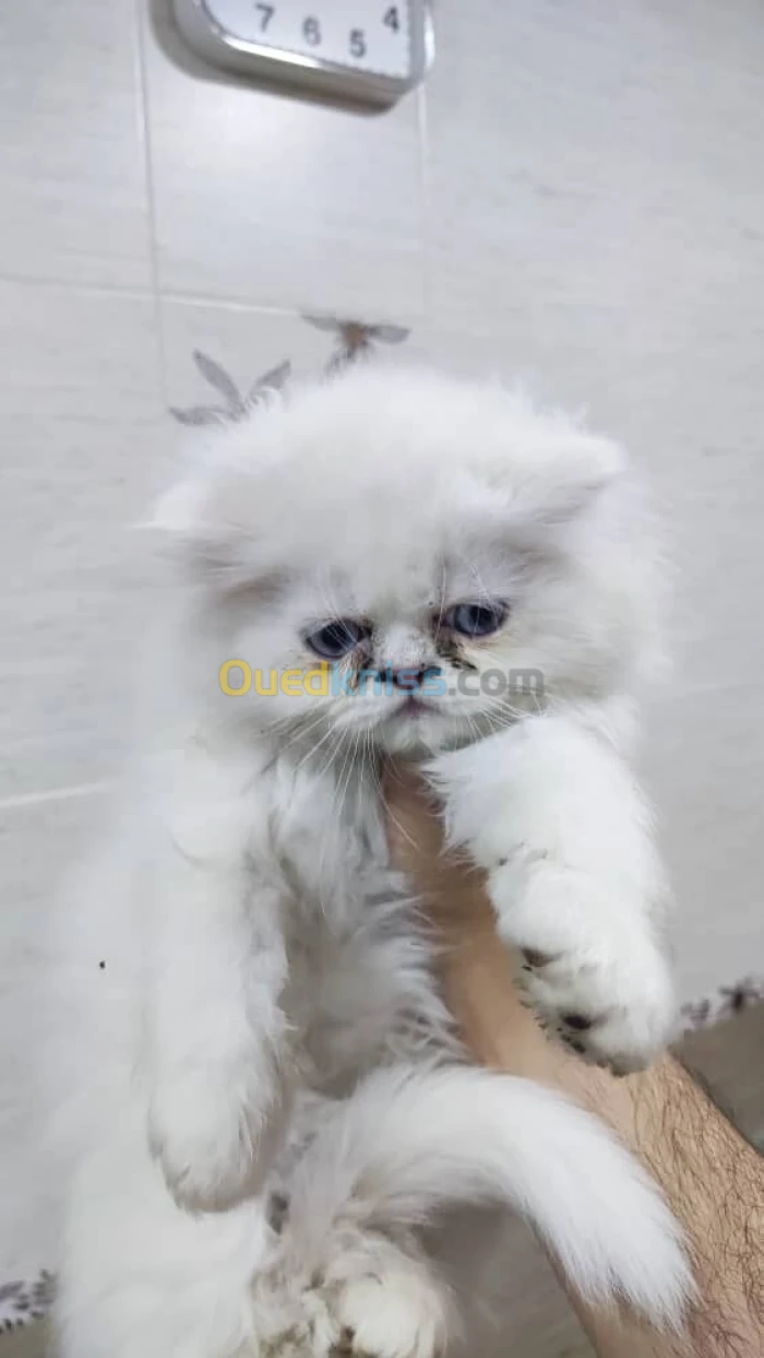 Chaton persan