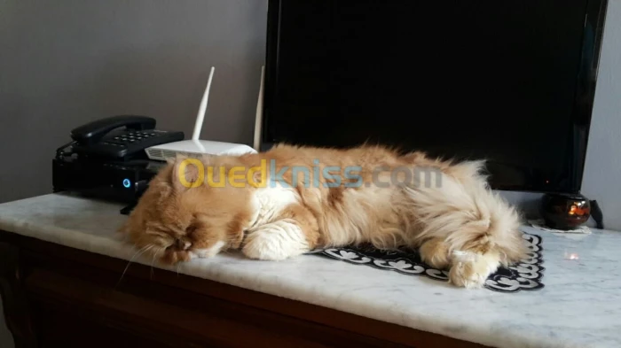 Chat pour a couplement