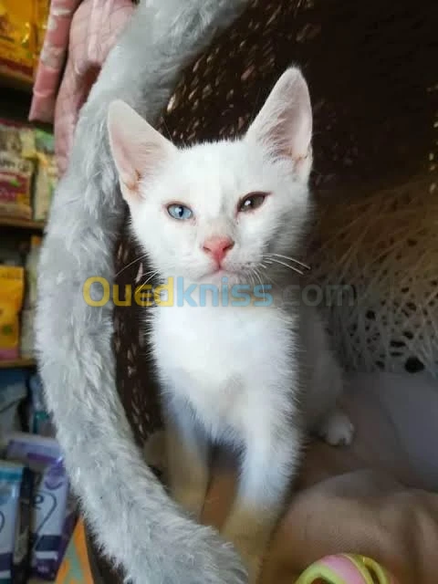 Chaton 2 mois et demi angora turc yeux vairon bleu et vert
