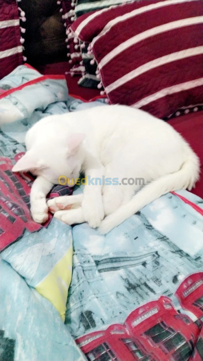 Chat angora blanc yeux bleus 