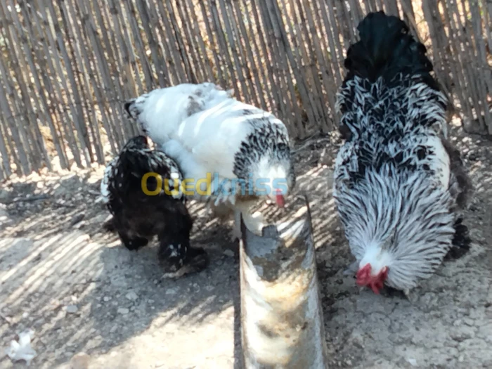 سردوك و 5 جاجات براهما