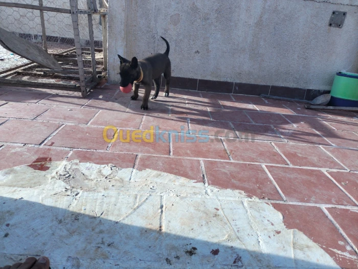 Chiot malinois