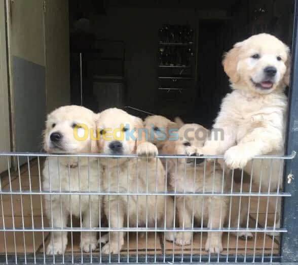 Golden retriever chiots