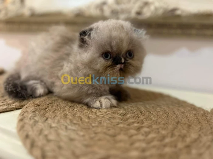Chat scottish fold , highland fold , persan