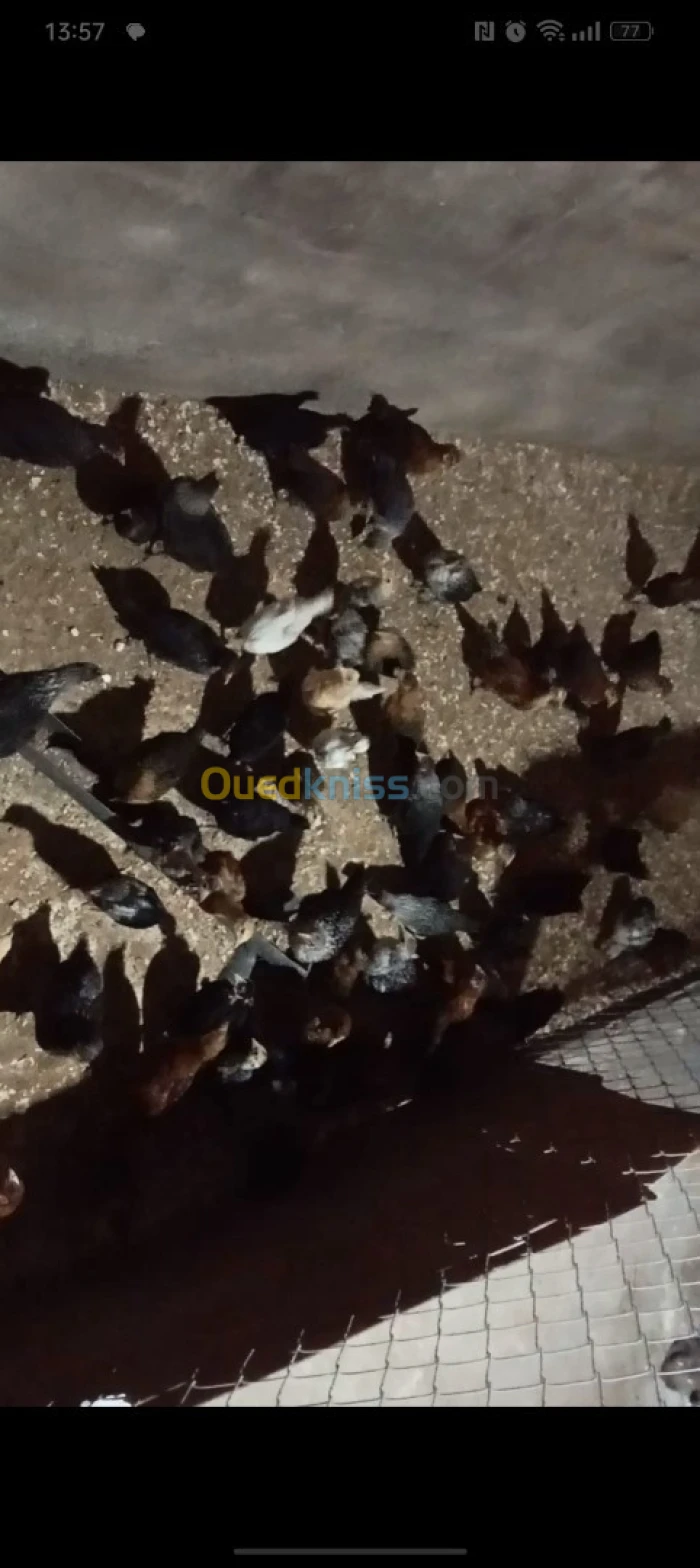 Poussins فلوس خليط السلالات