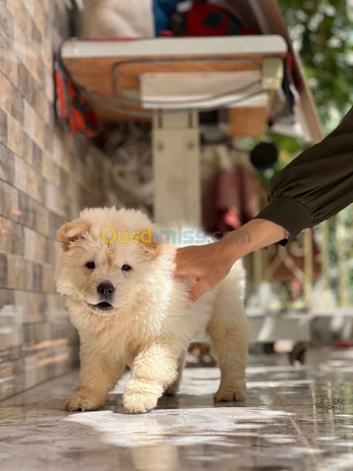 Chow chow