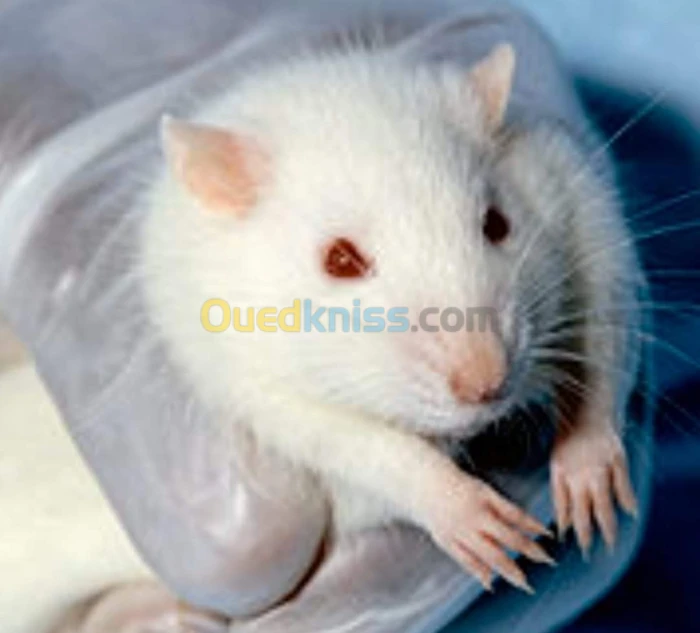 Rat de laboratoire 